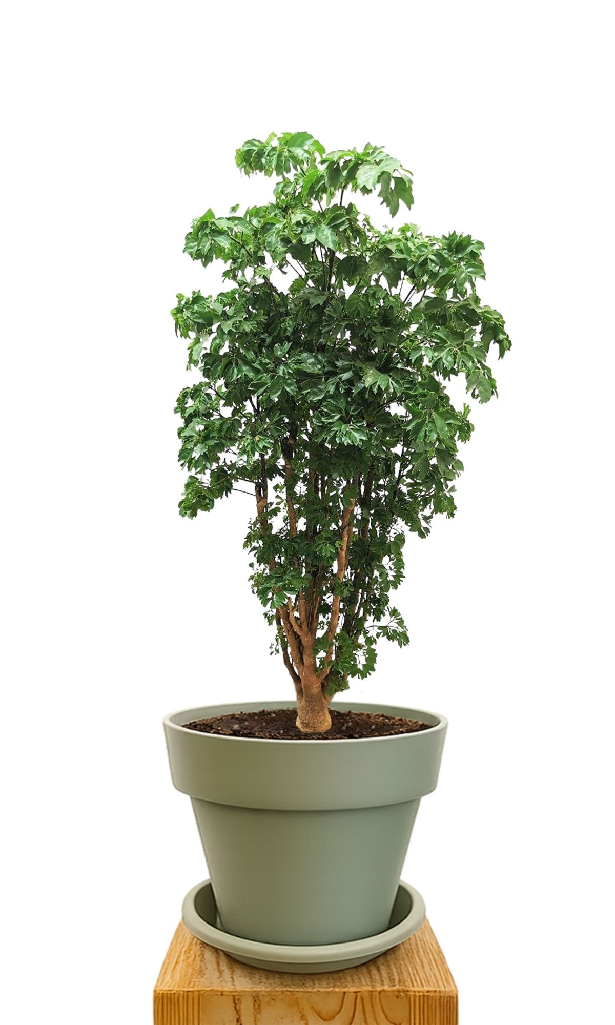 Plant kit 30 Green
